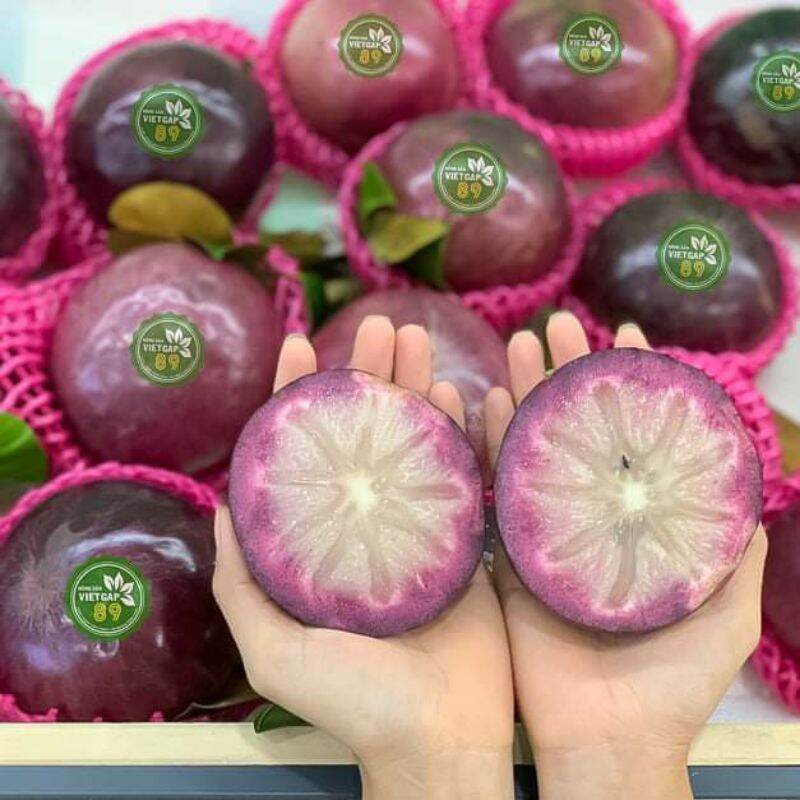 Cây giống Vú Sữa Mika....chuẩn giống