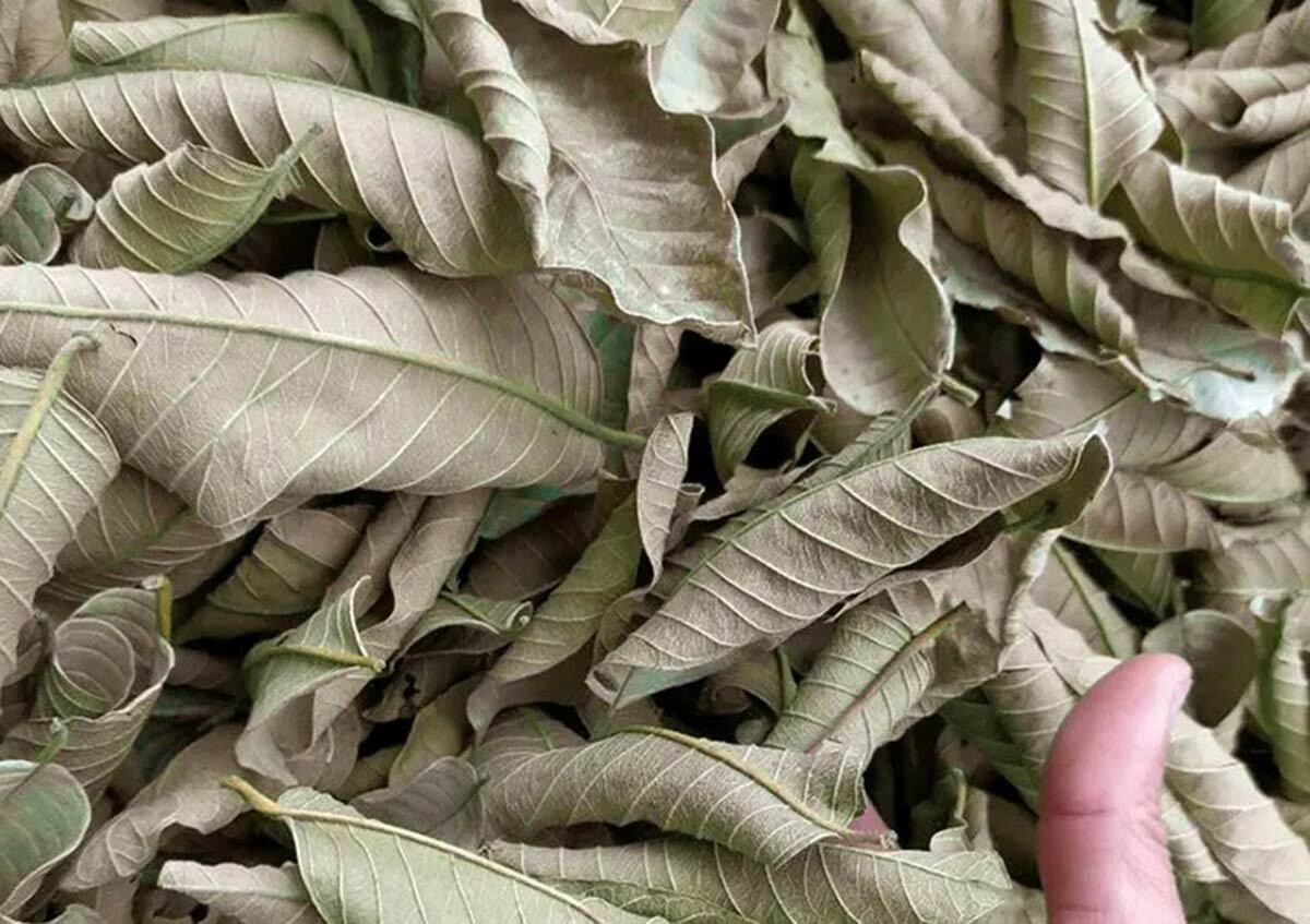 Lá ổi loại 1 chọn lọc