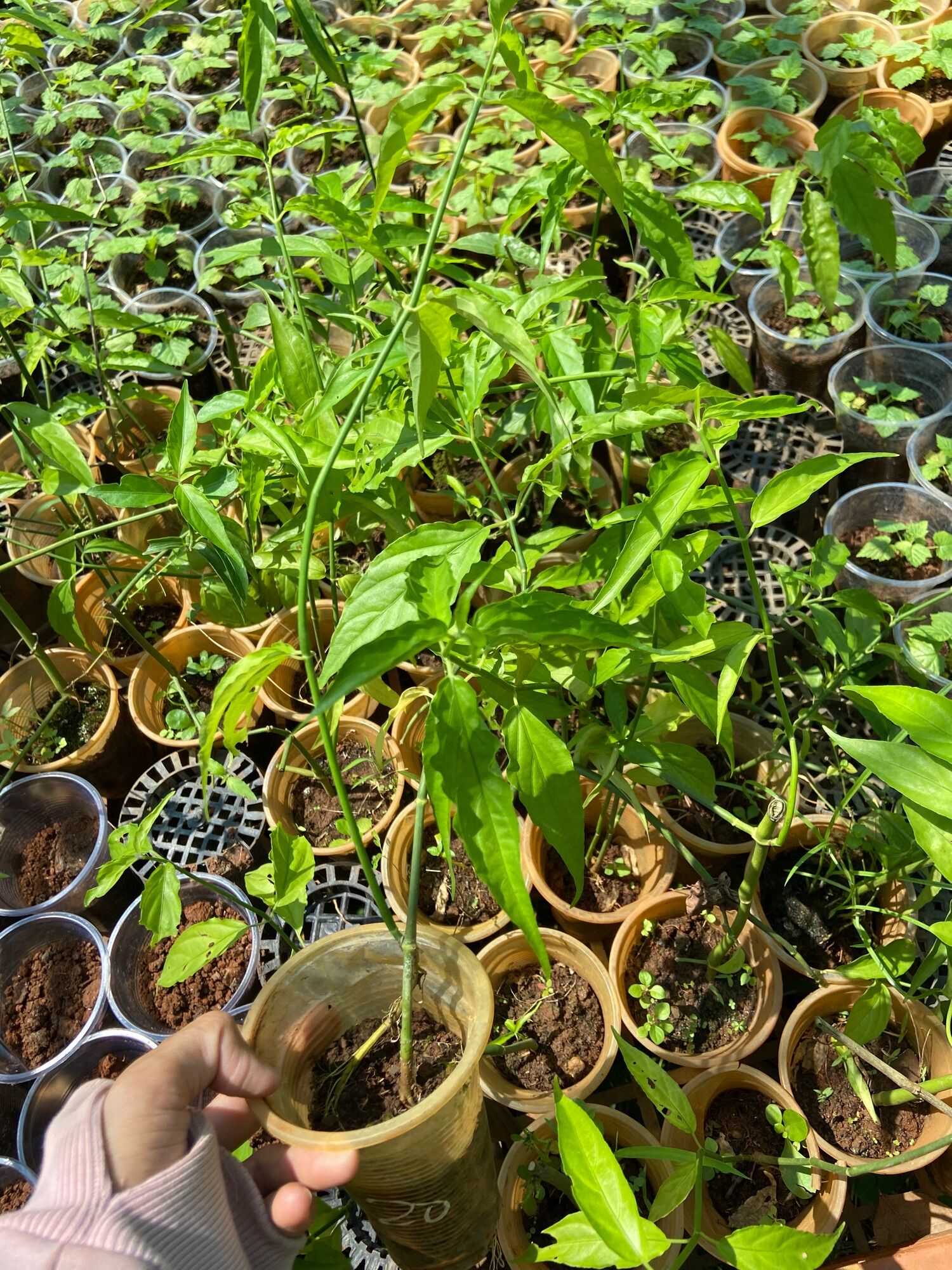 Cây xương khỉ (cây bìm bịp)