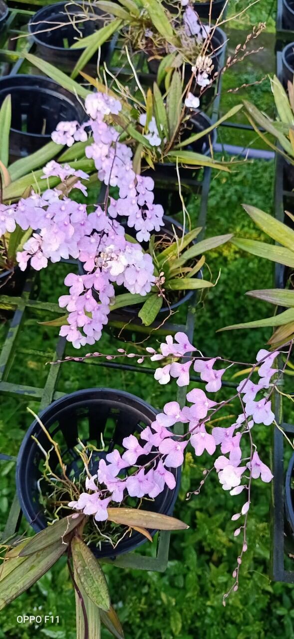 Hoa lan vũ nữ Peru ghép gỗ đang nụ