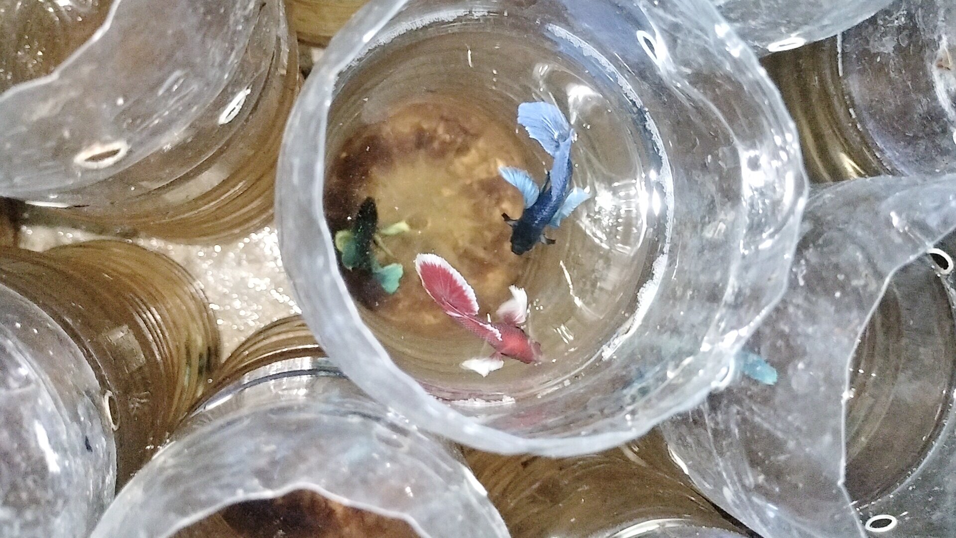 Betta dumbo combo  5 bé trống 100k