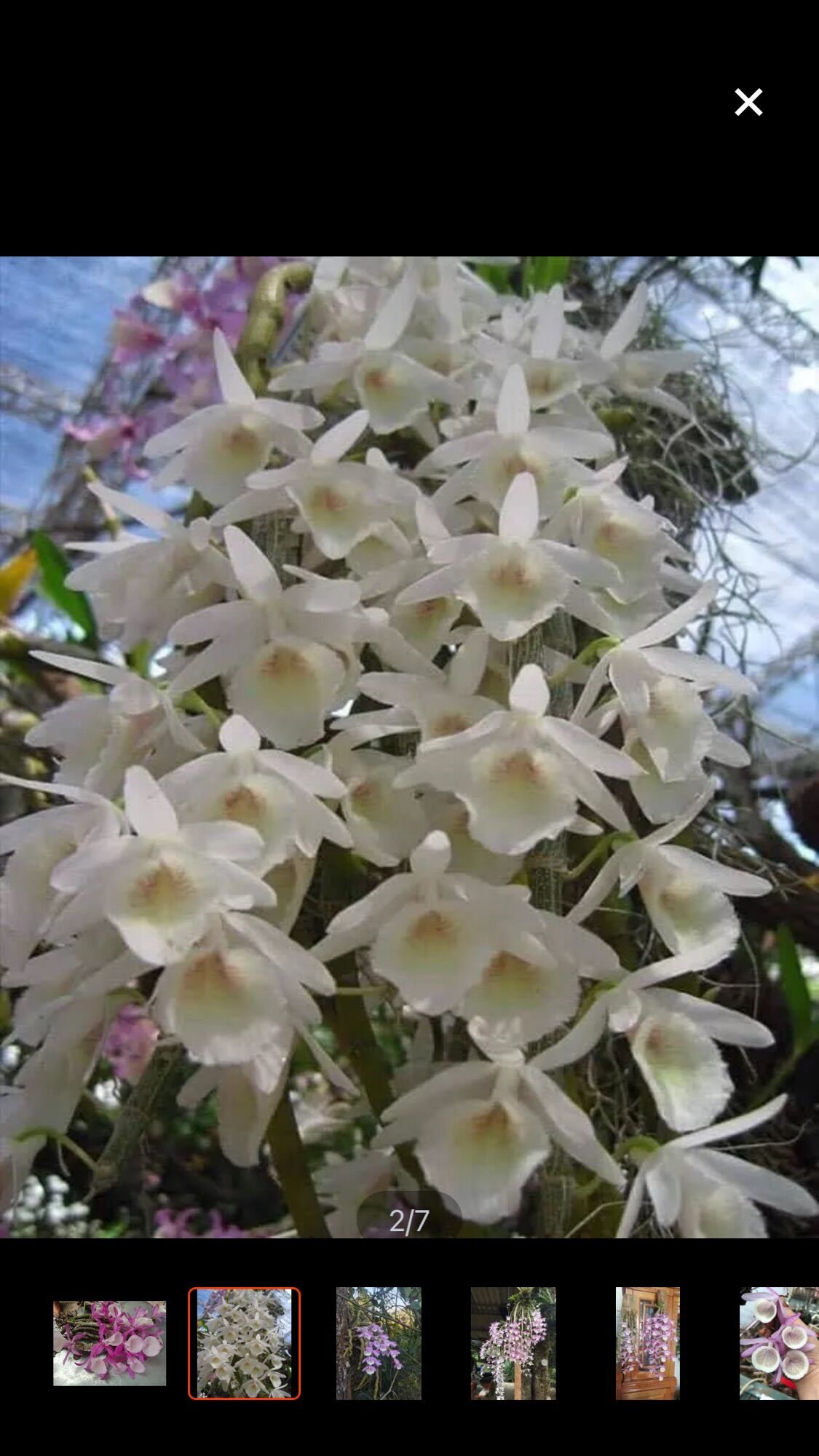 Hoa lan hoàng thảo vôi sỉ 25k(1 bó)