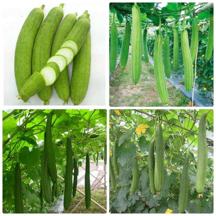 Hạt  mướp  hương 20 Hạt giống  chọn lọc