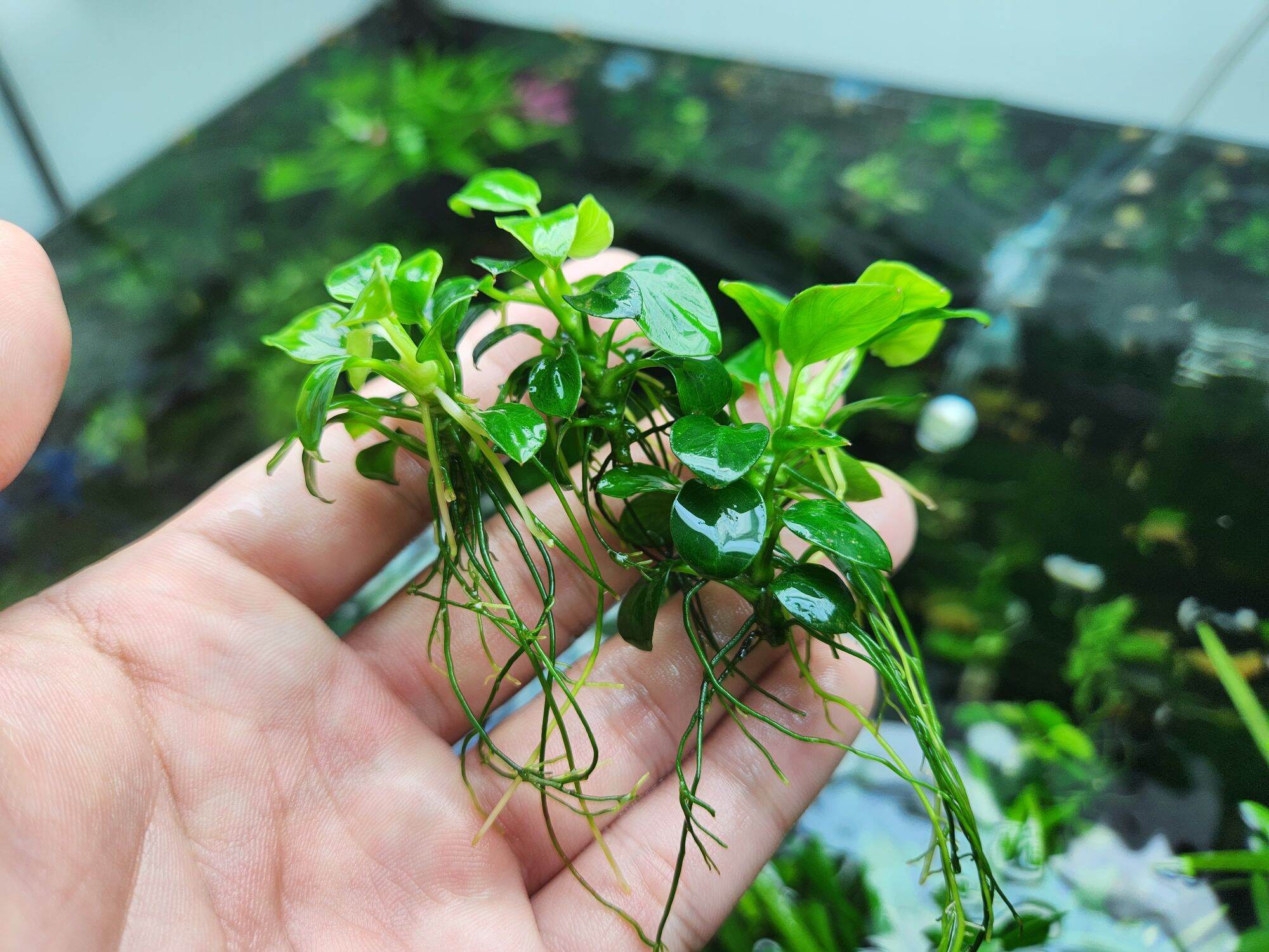 Ráy nana petite thái mới full lá nước (1 ngọn)