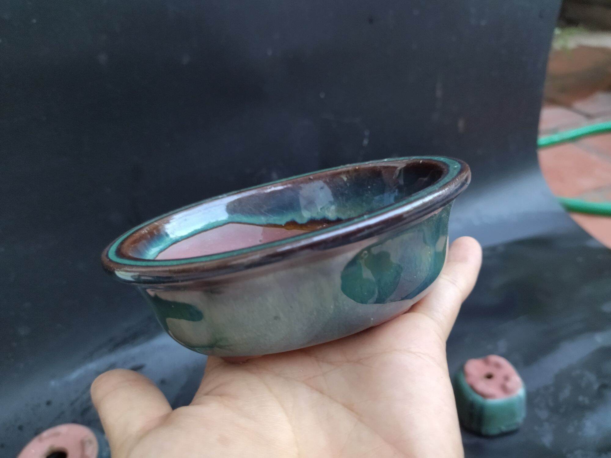 combo 5 chậu bonsai