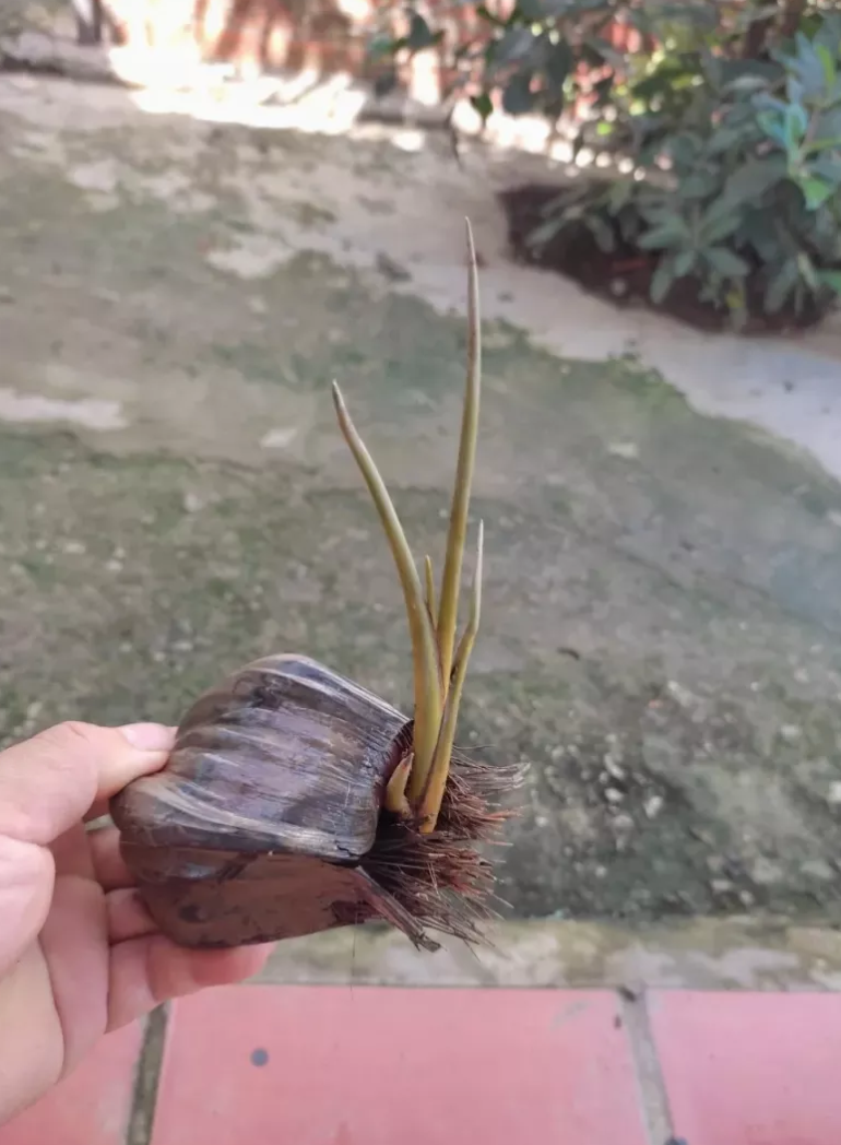 5 cây DỪA NƯỚC GIỐNG