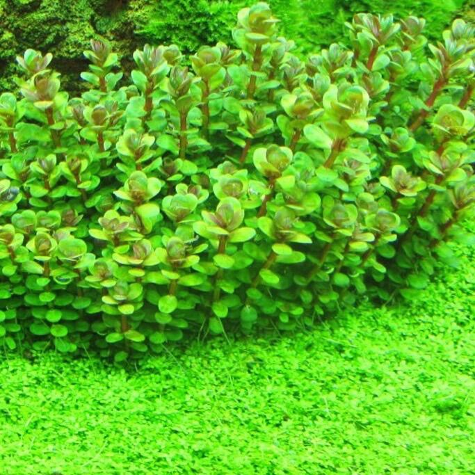 vẫy ốc đỏ thuỷ sinh 1 cọng