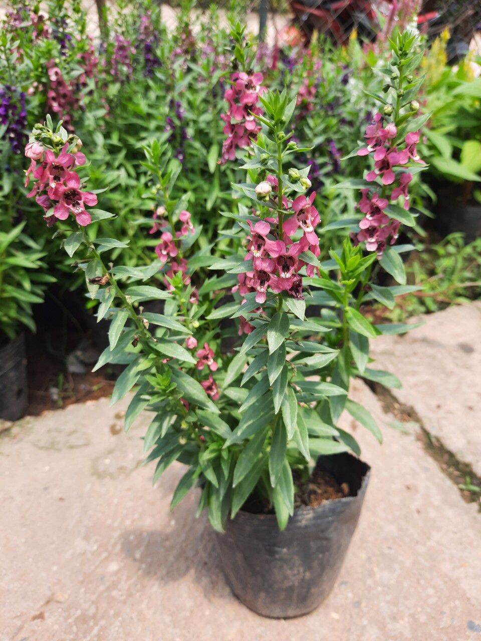 cây hoa ngọc hân- violet nhật
