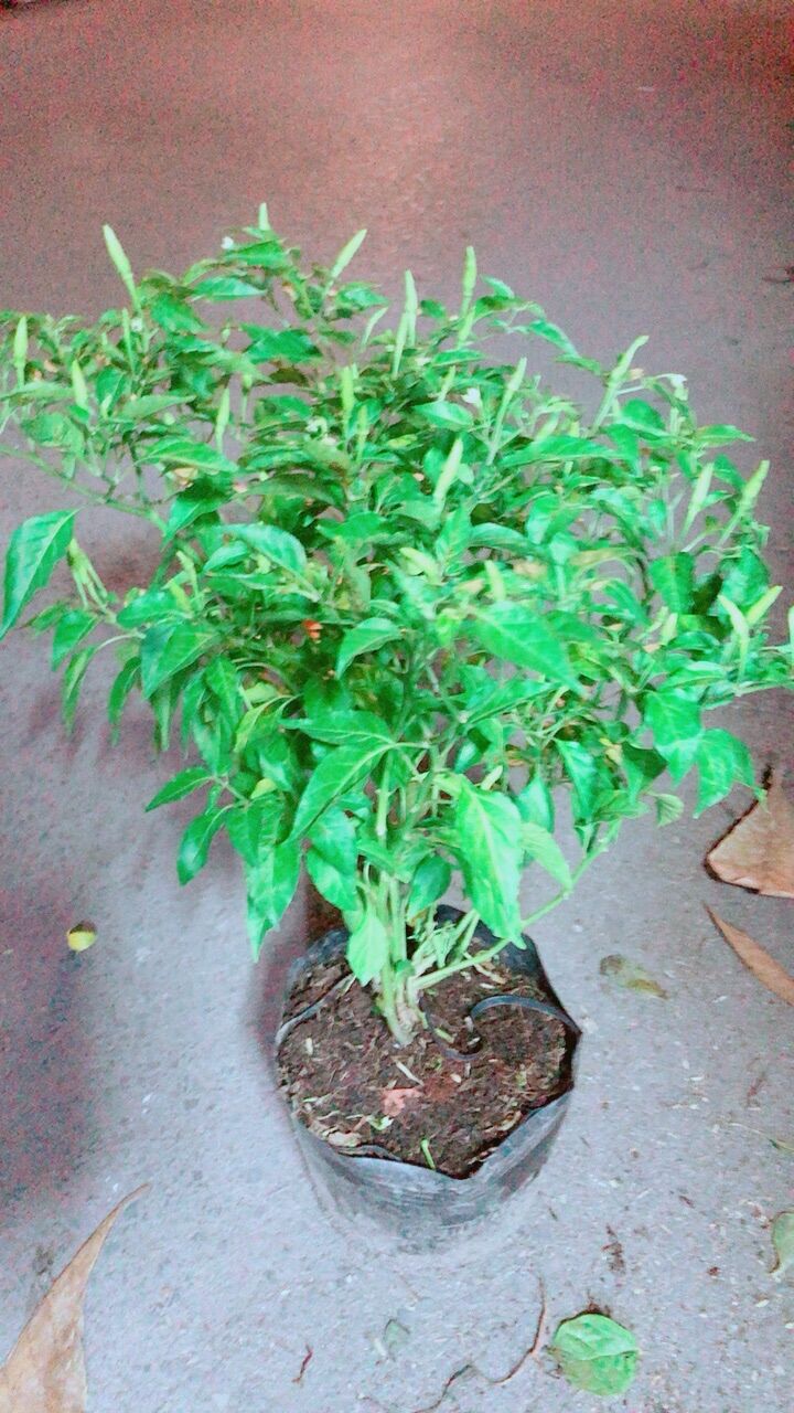 Bụi Ớt Xiêm Cho Sai Trái
