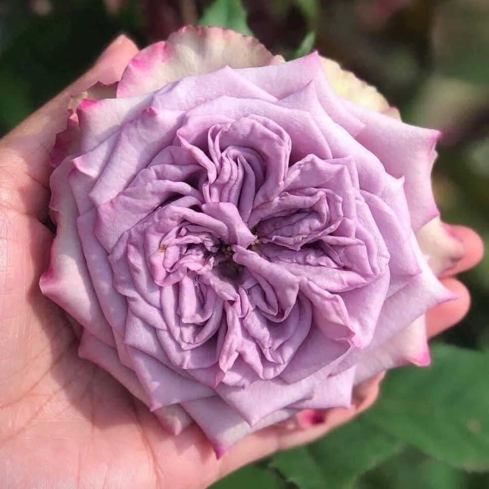 Hoa hồng bụi Dolcetto Rose - hoa to, màu tím, cây ghép