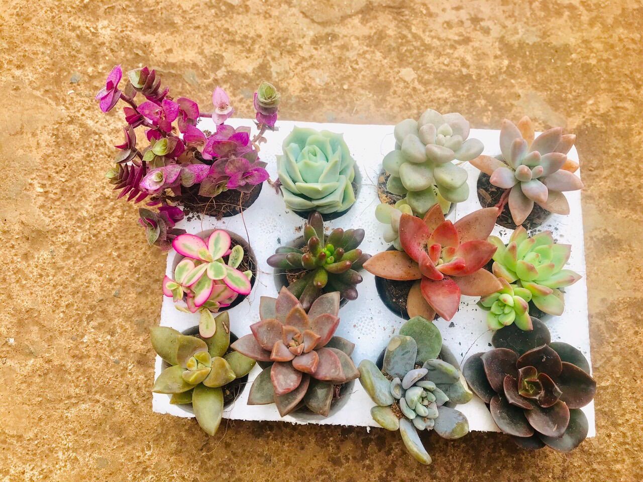Combo 12 cây sen đá mini ngẫu nhiên