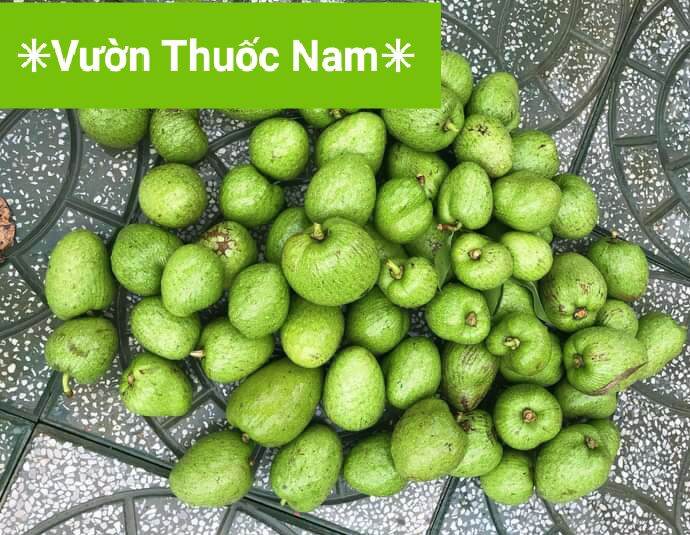 sét 1kg trái bình bát tươi hái tại vườn xanh sạch tốt cho sức khoẻ