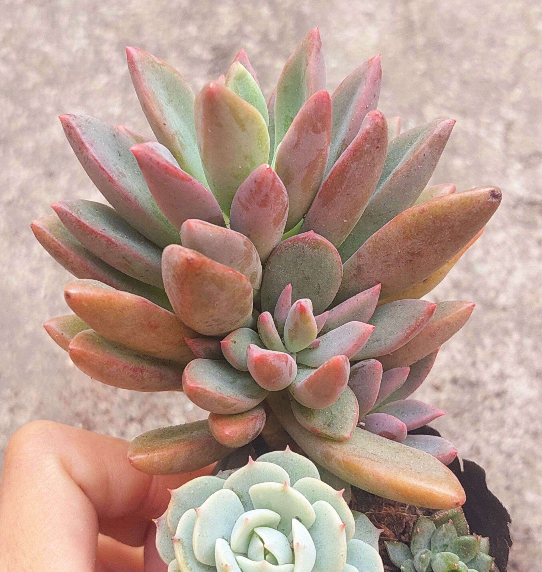 Sen đá AURORA GEM size bầu 5-6cm