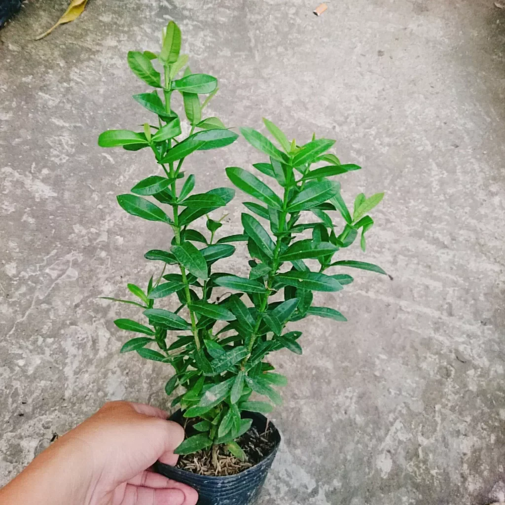 Cây hoa mẫu đơn ngũ sắc