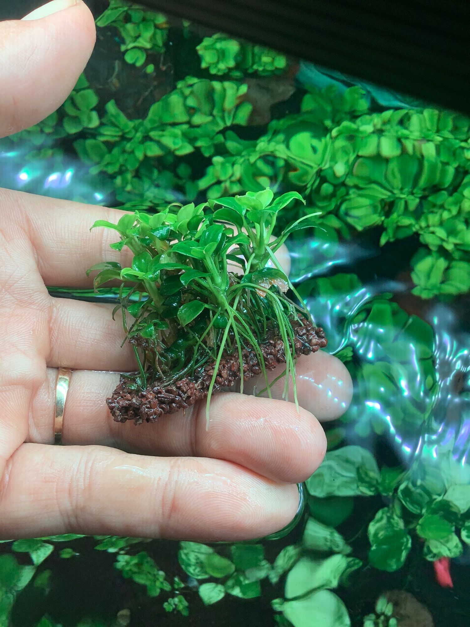 Cây thủy sinh-Ráy nana petite.Ráy thái 100%lá nước y như hình.