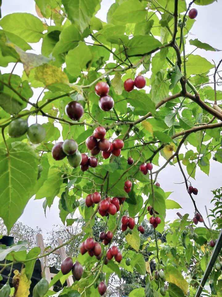 1KG CÀ CHUA THÂN GỖ