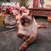 Vòng cổ trang sức cho mèo arkika vòng cổ ngọc trai kim cương trang sức - ảnh sản phẩm 4