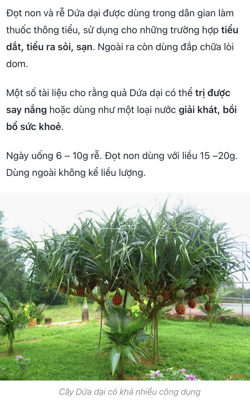 Cây dứa dại đa công dụng (cây giống có rễ)