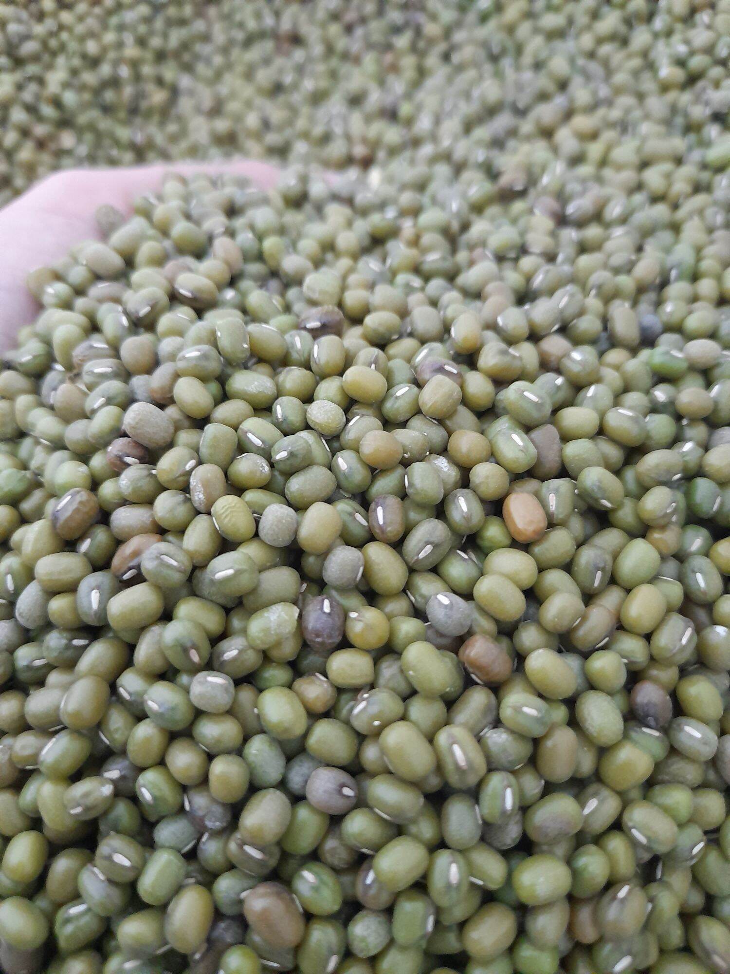 Đậu xanh nguyên hạt 1kg