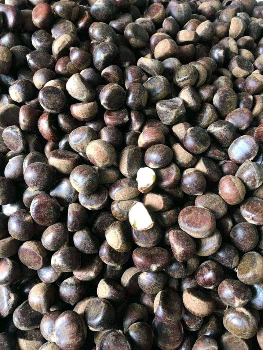 HẠT DẺ TƯƠI loại 1 [ TÚI 1KG ] cơm vàng ,bở ngọt thơm