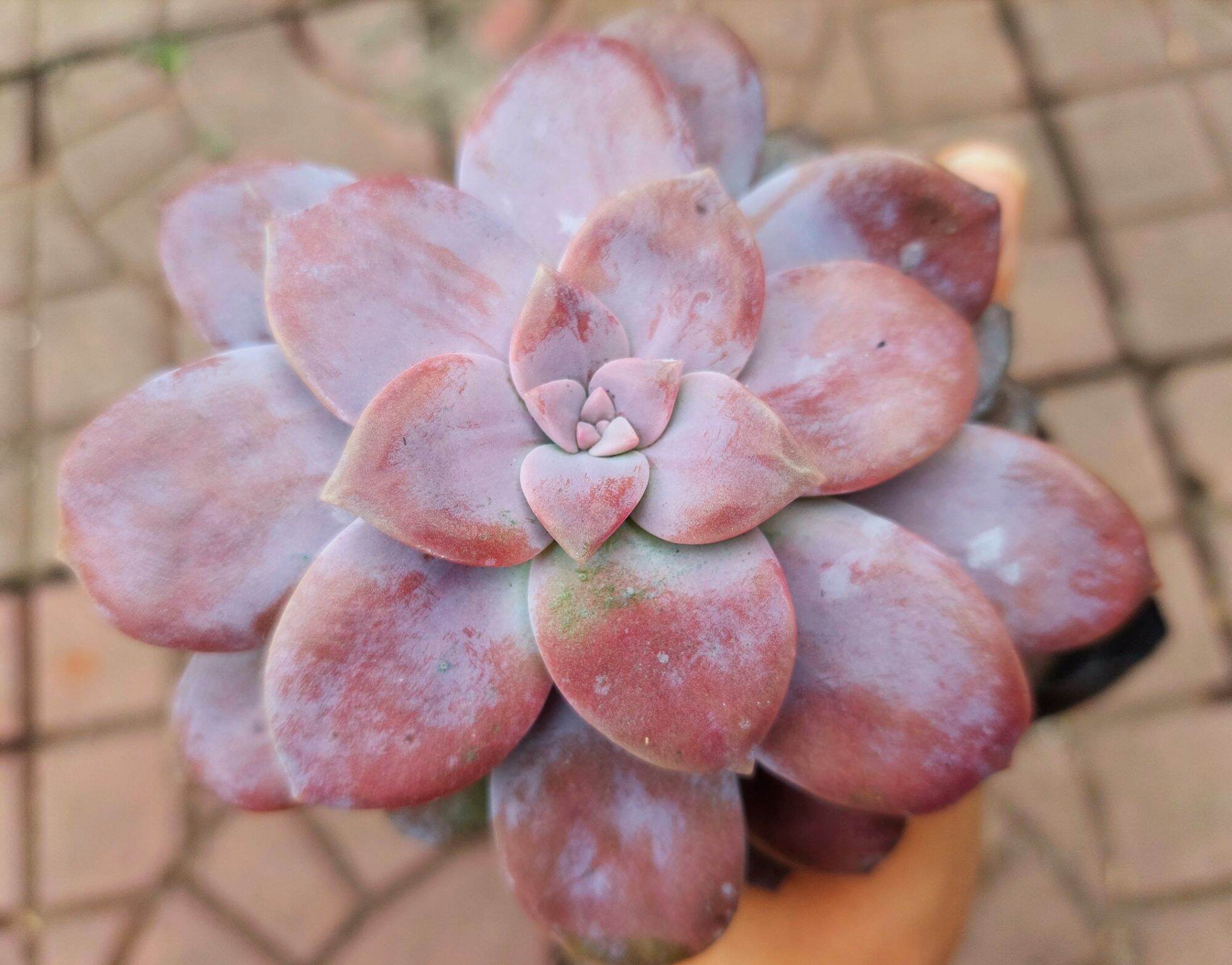 Sen đá DĨA HỒNG size bầu 5-6 cm