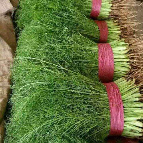 Hạt giống rau thì là dễ trồng, dễ chăm sóc