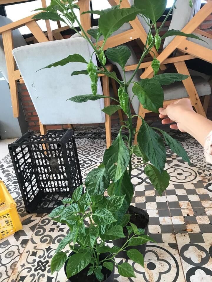 Cây ớt Fatalii red, ớt rất cay và thơm