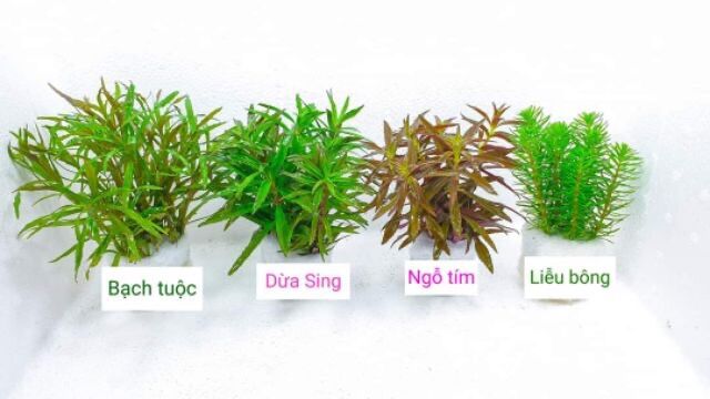 cây thuỷ sinh cắt cắm lá cạn không cần co2