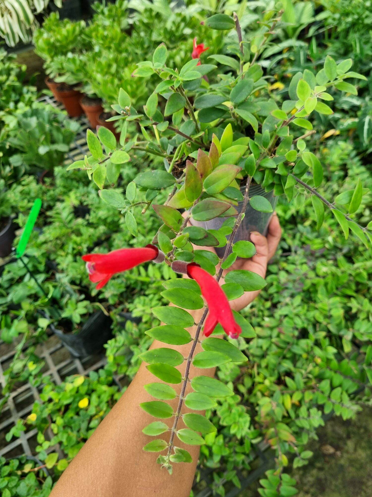 Cây hoa son môi
