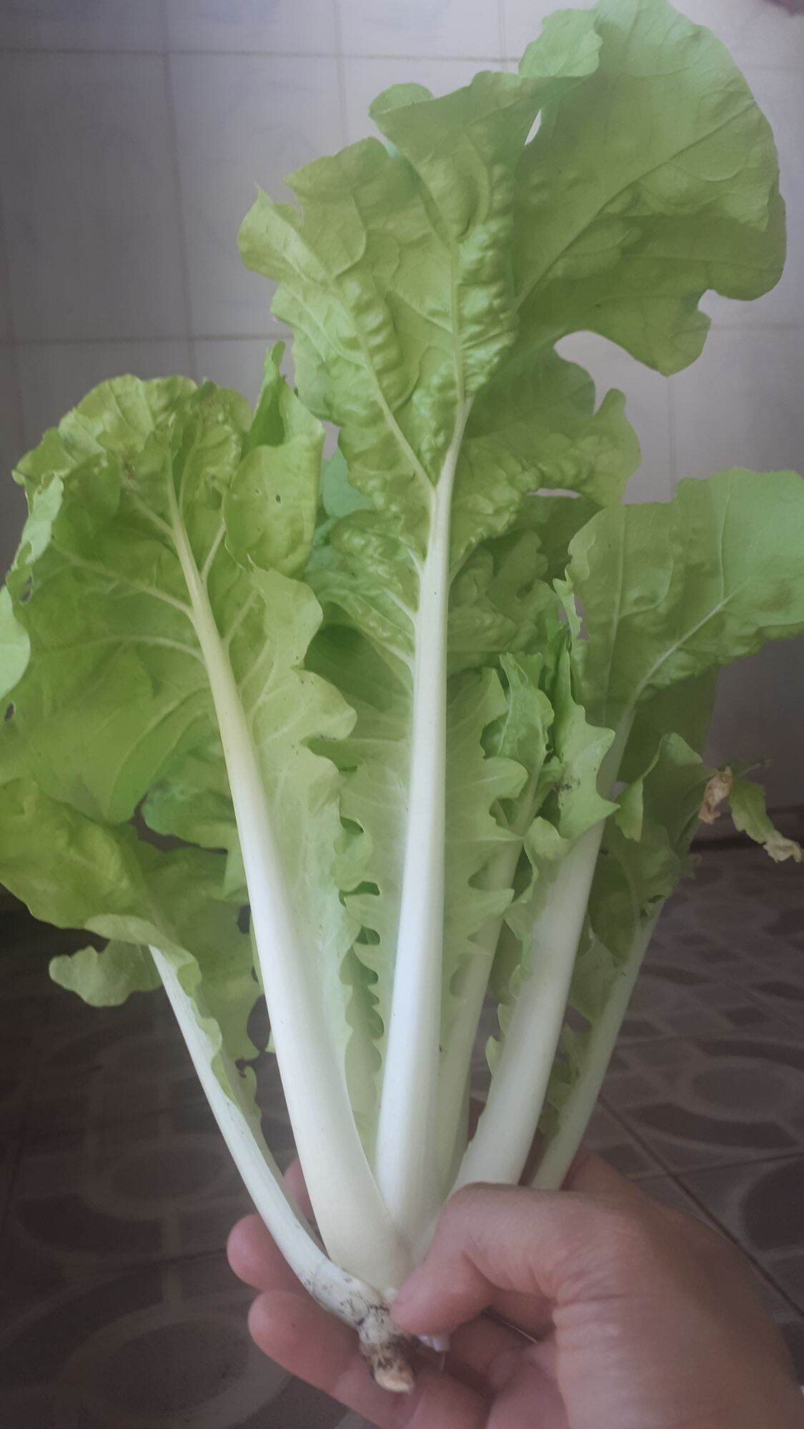 5Gr HẠT GIỐNG CẢI BẸ DÚN