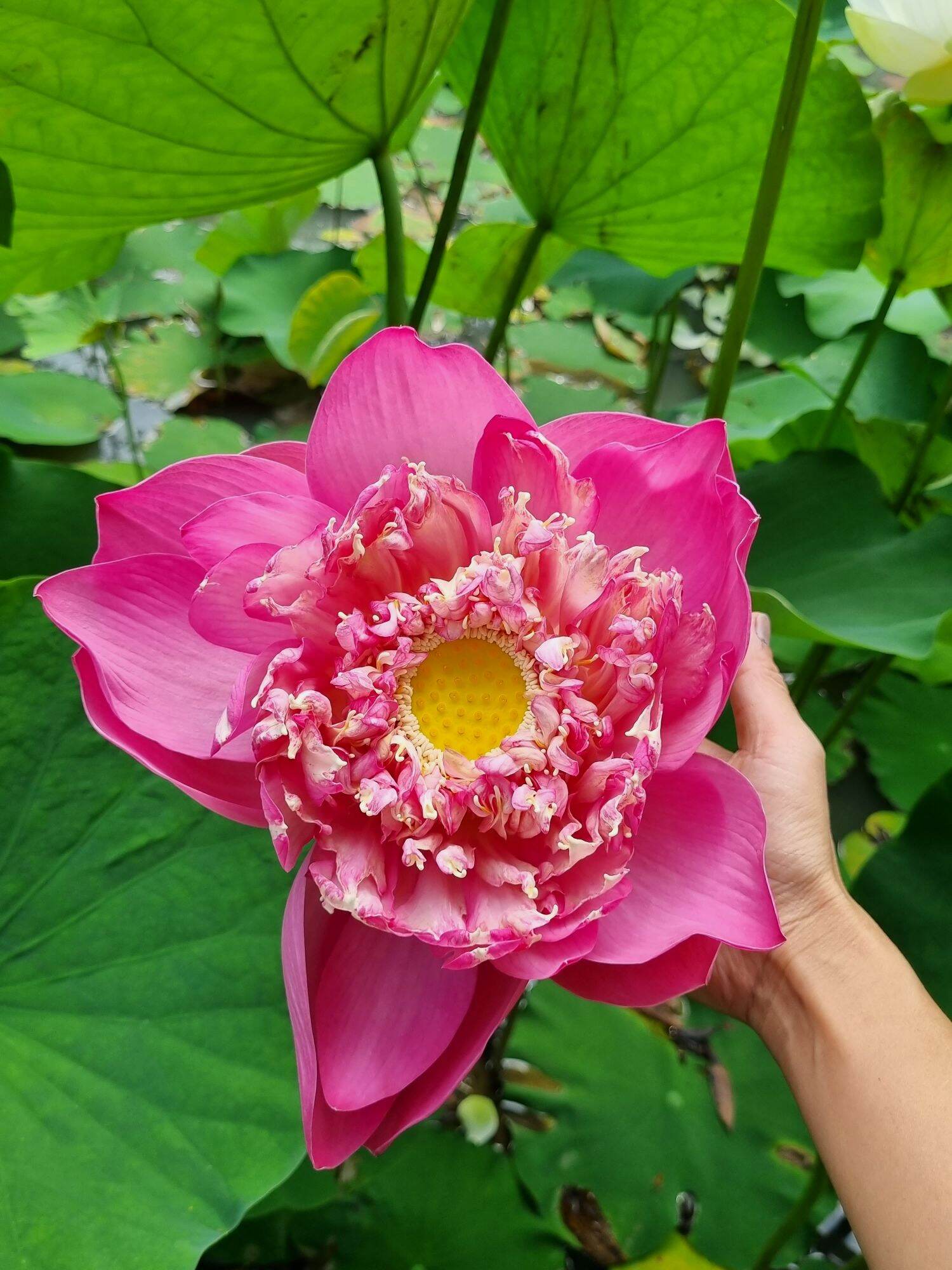 Củ giống sen quan âm hồng