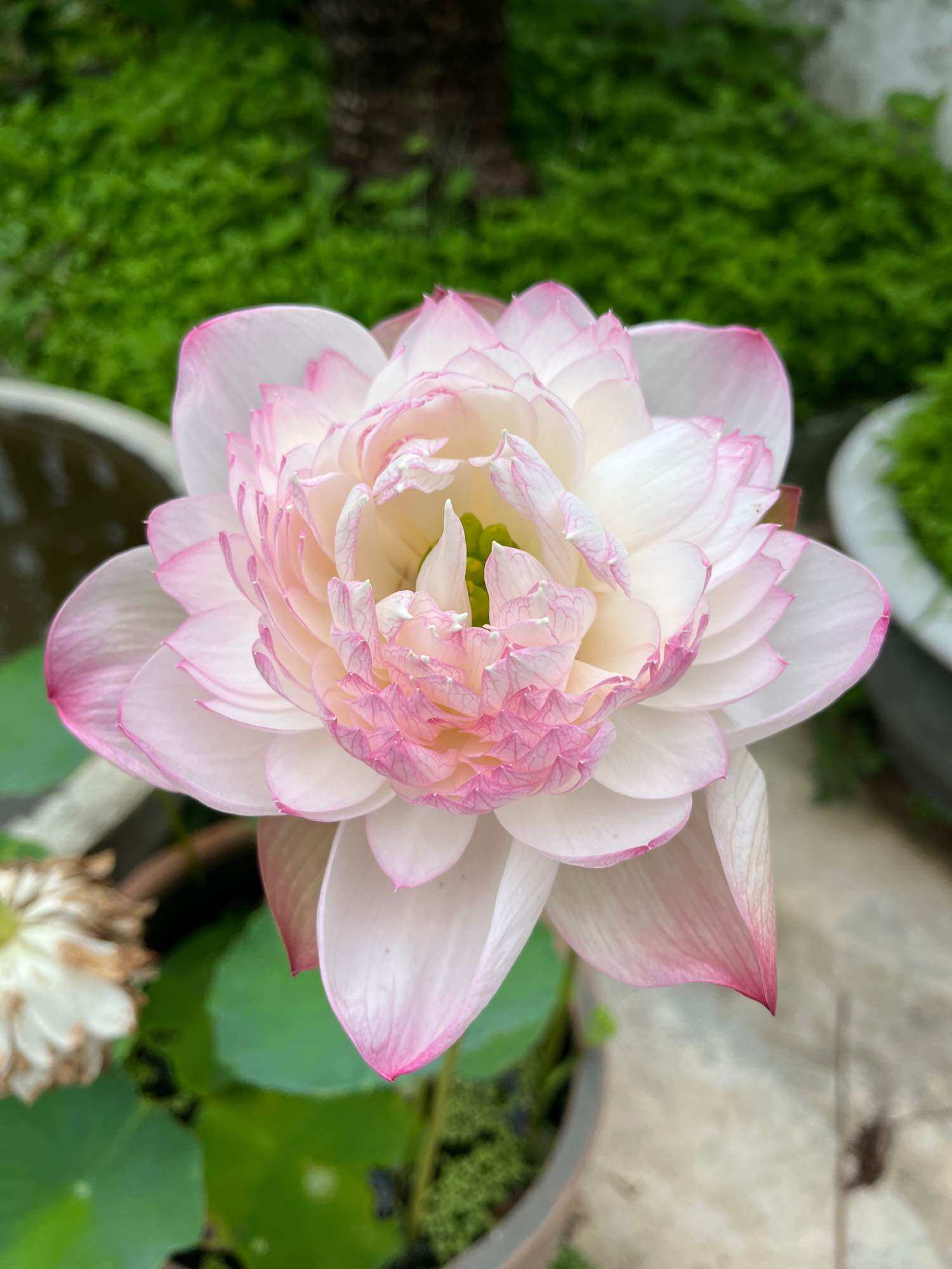 củ giống sen super siêu sai hoa