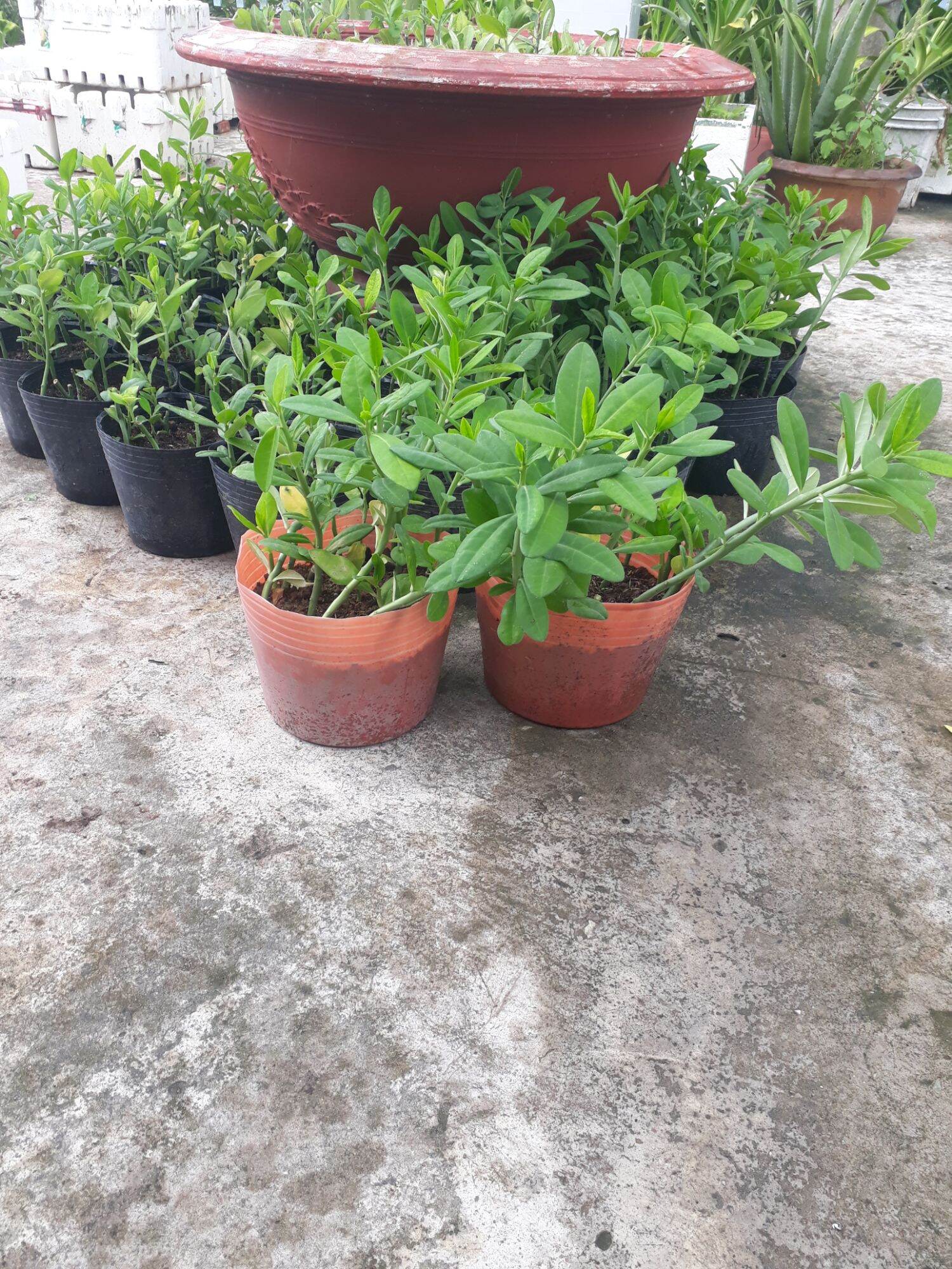 chậu10  cây thạch anh lớn