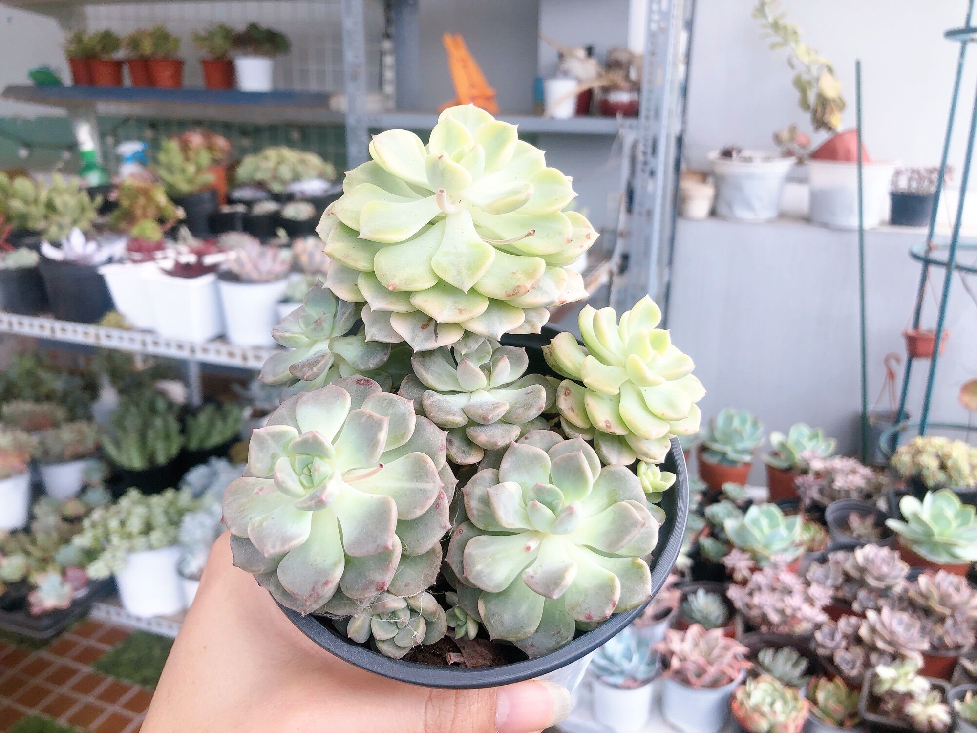 Sen đá diệp hà var