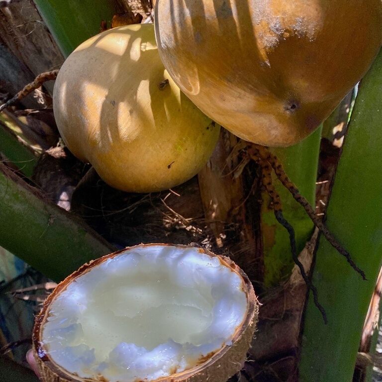 Cây dừa sáp giống