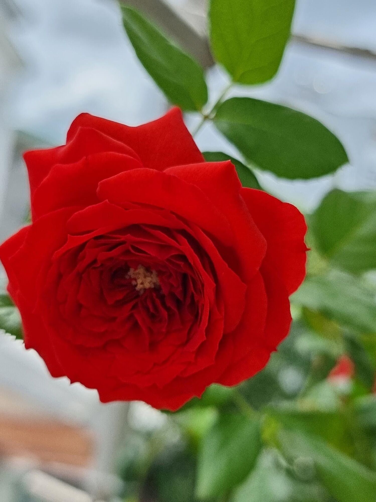 Hoa hồng Ngoại Red Apple Rose