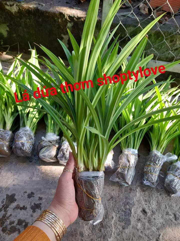 bầu 5 cây lá dứa (lá nếp thơm). bầu đã ra rễ con