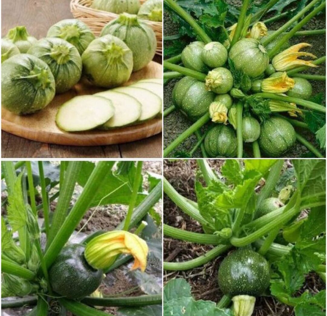 Hạt Giống Bí Ngòi Tròn Năng Suất Cao