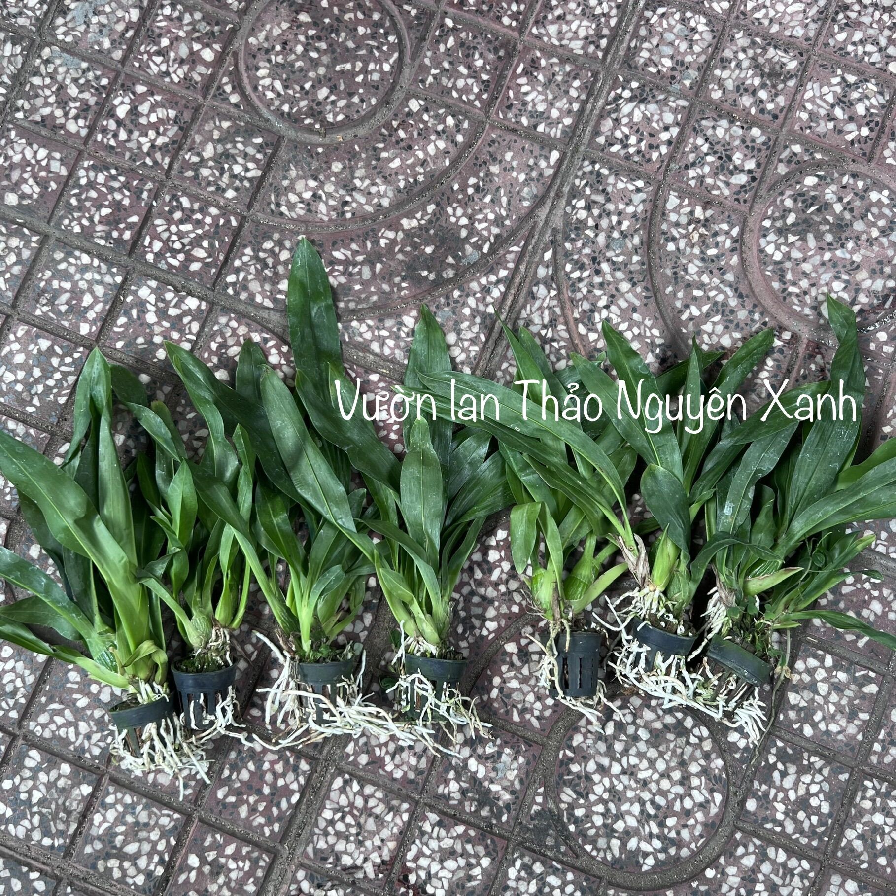 Vũ Nữ Hoàng Hậu Size Trung Màu Xanh