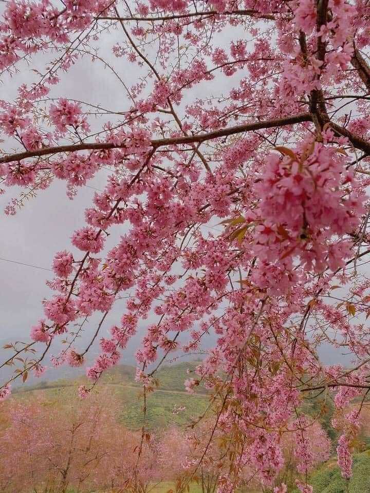 Cây giống Mai Anh Đào