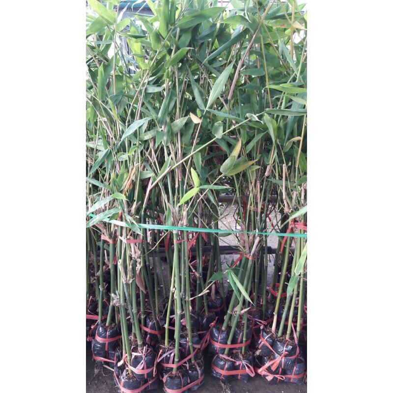 cây giống tre điền trúc lấy măng