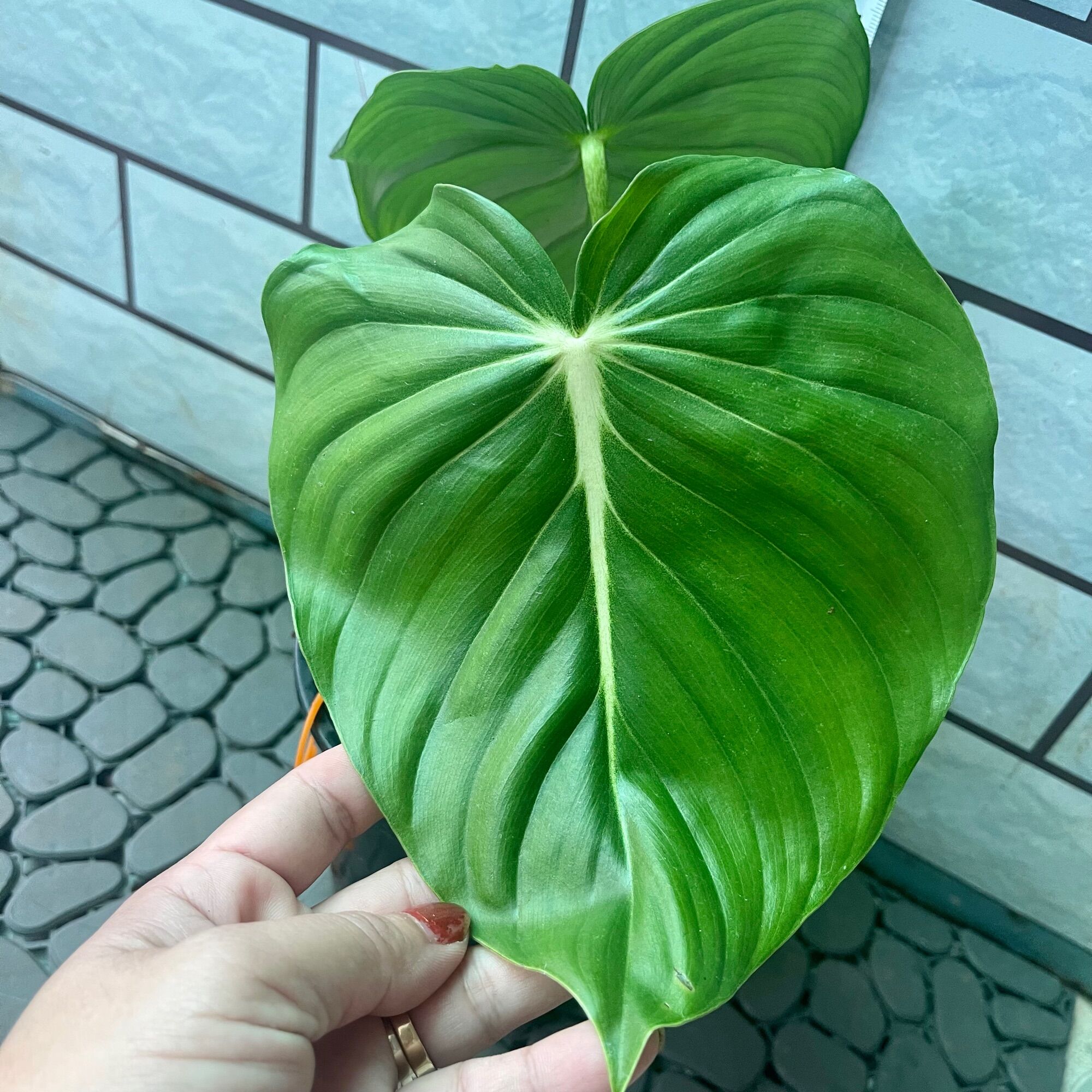 Cây trầu bà Philodendron McDowell