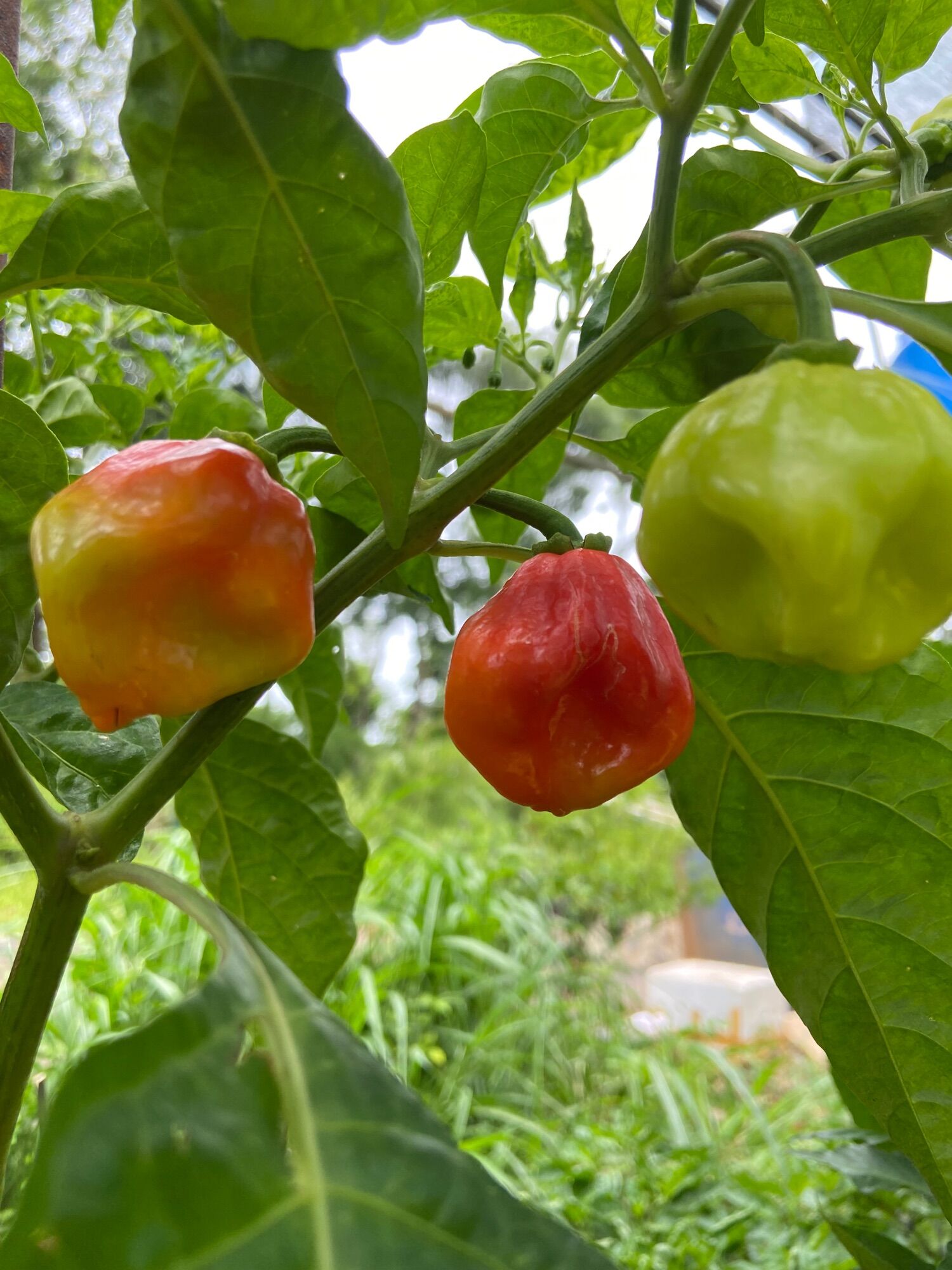 Quả ớt habanero tươi (đỏ, vàng, chocolate)