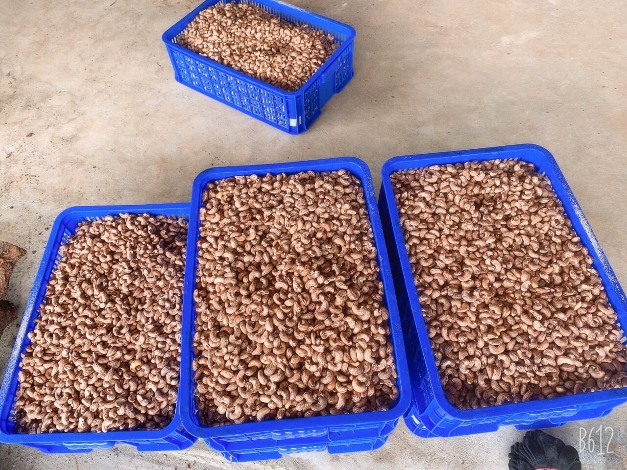 Hạt điều rang muối Bình Phước loại A cồ 500g