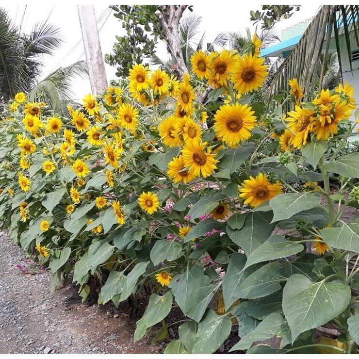 HẠT GIỐNG HOA HƯỚNG DƯƠNG THÁP SIÊU BÔNG