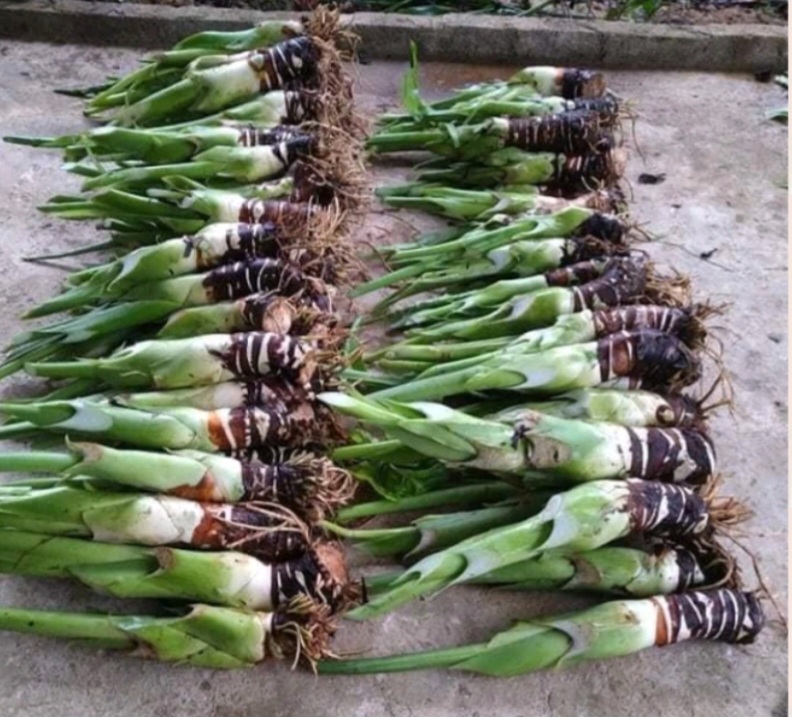 Cây Ráy Voi ( trồng sân vườn, tiểu cảnh)