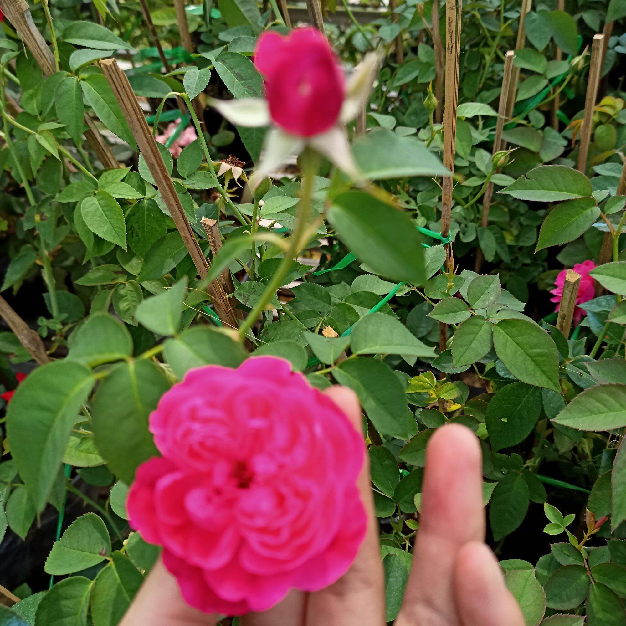 Chậu cây hoa hồng tường vy siêu nụ