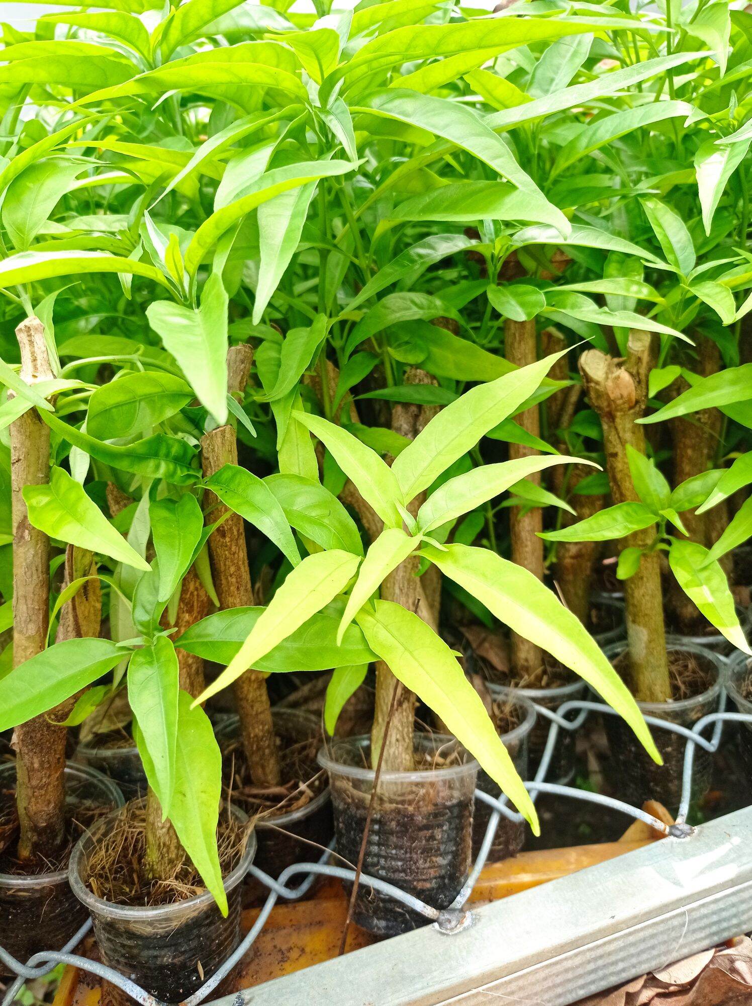 Hoàn Ngọc Trắng (Cây giống như hình ảnh)