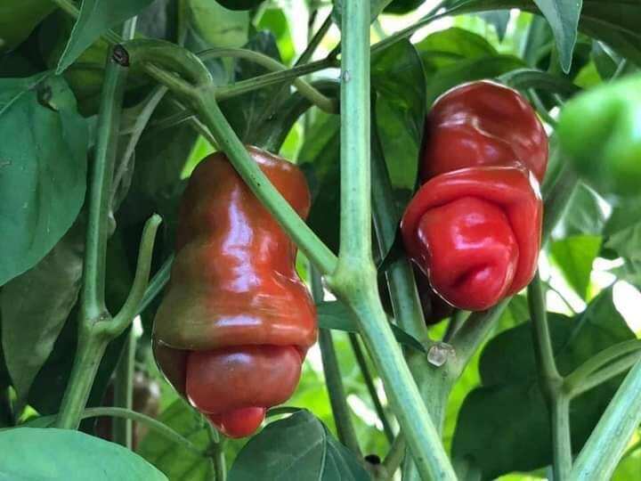 Hạt ớt cu tý 30 hạt nhập khẩu