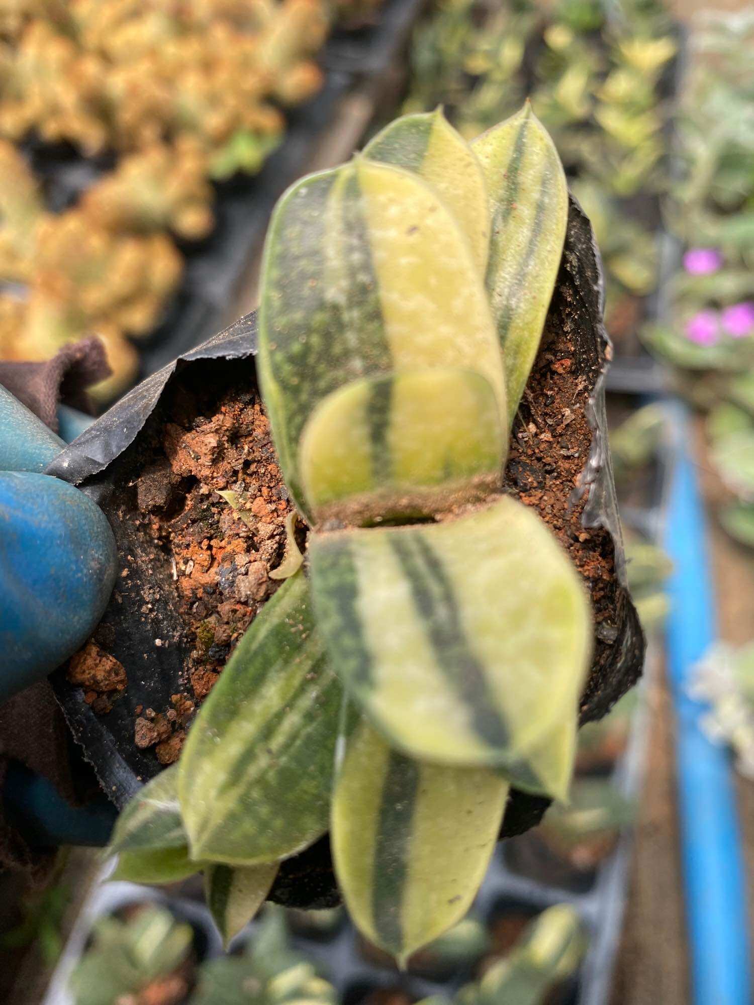 cây sen đá mỏ vịt var vịt lem_🌱hàng sẵn cây 4-5cm